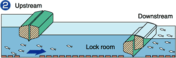 When the gate on the downstream side is lowered and the one on the upstream side is raised, the fish can move upstream from the lock room freely.
