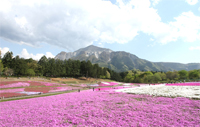 Shibazakura no Oka (Moss Pink Hill), part of Yozan Park