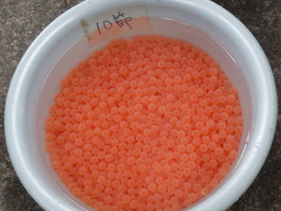 Extracted salmon roe gathered