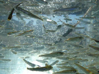 Salmon fry at the time of stocking