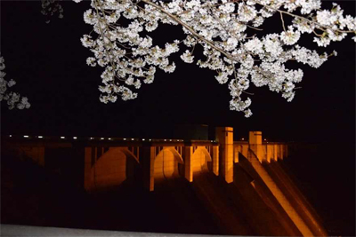Illuminated dam and Cherry Blossoms