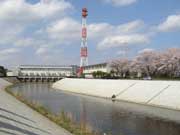 大和田機場と桜（千葉県）