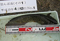 タモロコ