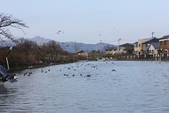 鍋川には水鳥がいっぱい
