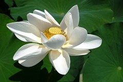 清楚な白色の蓮の花