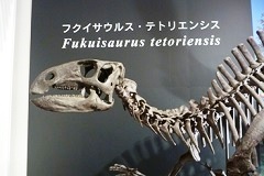 草食のフクイサウルス