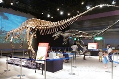 巨大恐竜の展示