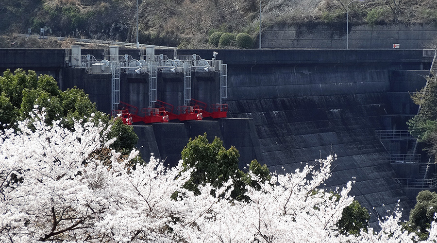 フロントページイメージ　平成30年3月29日　江川ダムと満開の桜