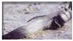 有明海のムツゴロウの写真