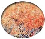 有明海に自生する珍しい植物シチメンソウの写真