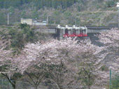 ダム周辺に咲く桜