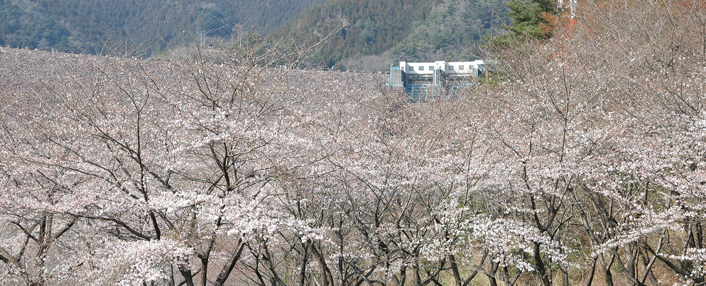 春の写真さくら