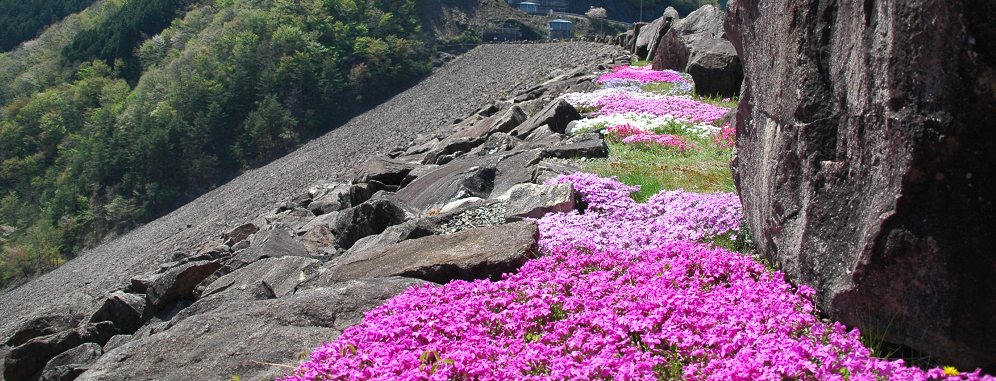 春の写真芝桜