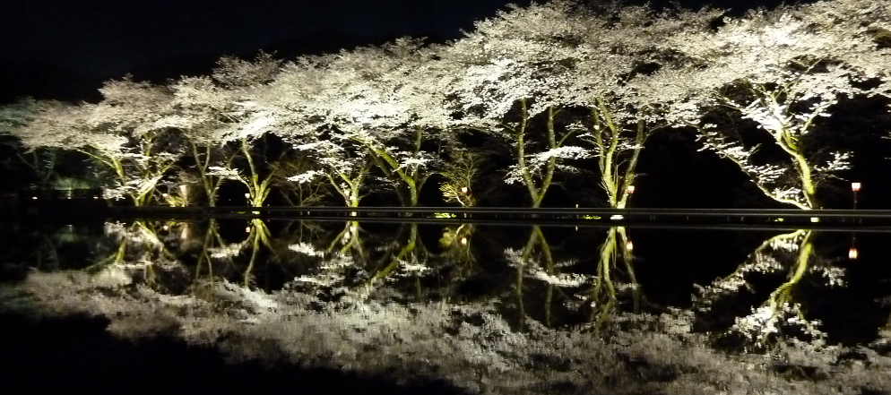 春の写真馬２ダム湖畔桜