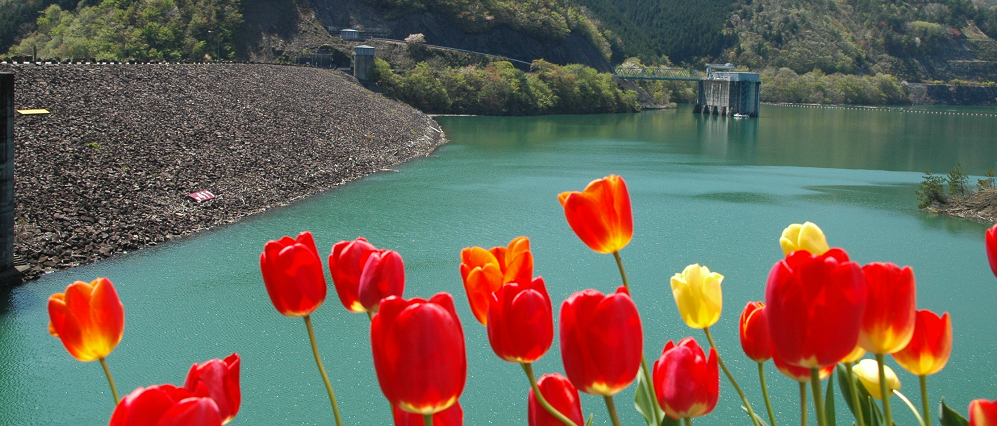 春の写真岩屋ダム湖畔とチューリップ