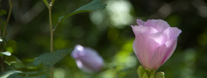 夏の写真花