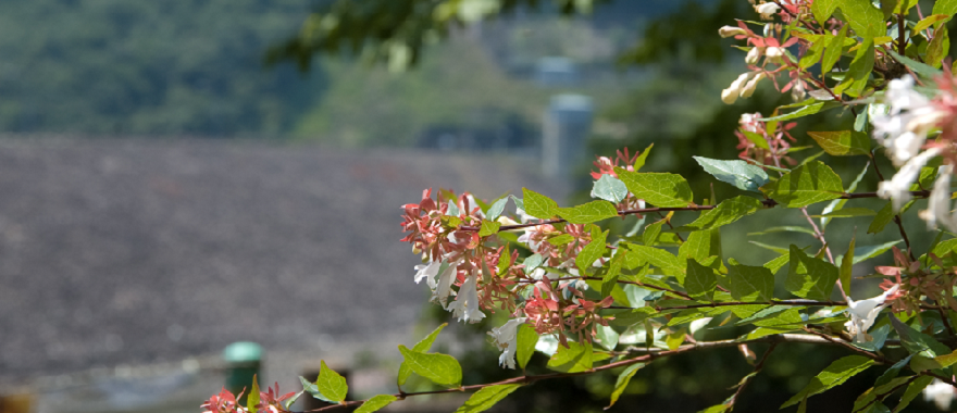 夏の写真花