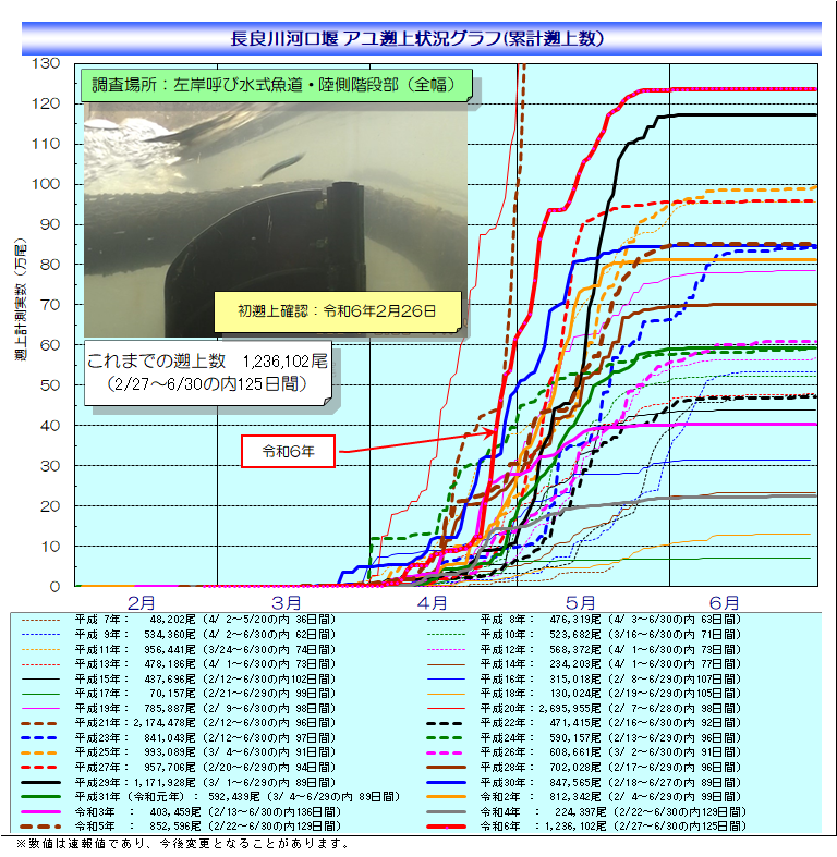 アユ遡上状況グラフ