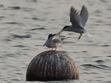 渡り鳥の写真