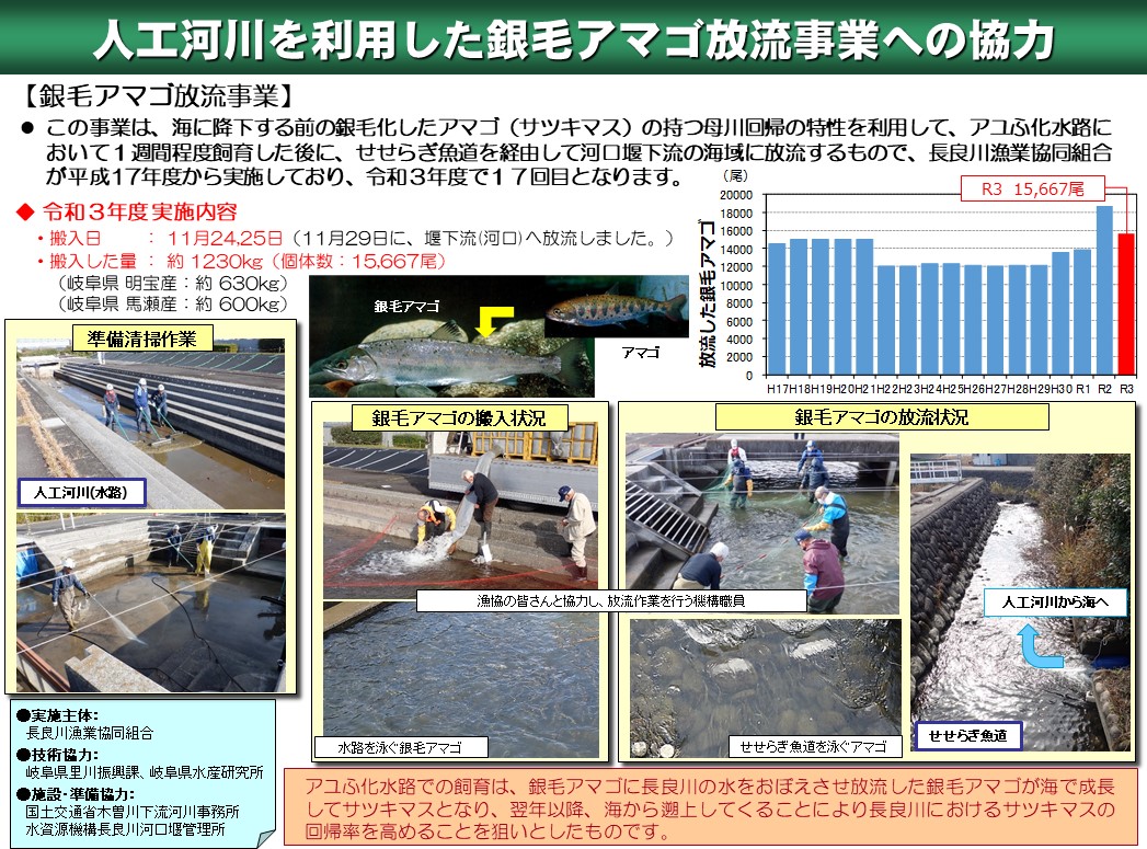 銀毛アマゴ放流事業への協力