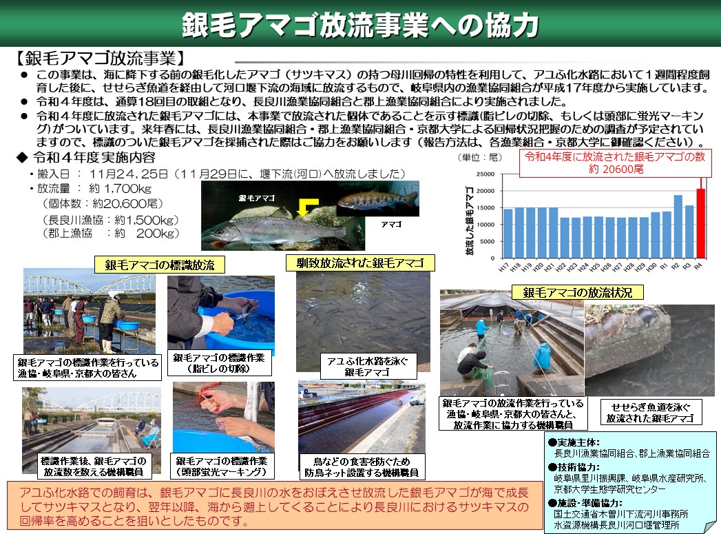 銀毛アマゴ放流事業への協力