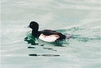 Tufted duck