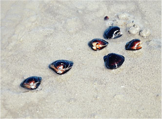 Common freshwater clam (order: Pterioida, family: Corbiculidae)