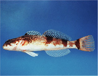 Small-egged sculpin (order: Scorpaeniformes, family: Cottidae)