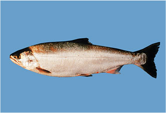 Satsukimasu trout (order: Salmoniformes, family: Salmonidae)