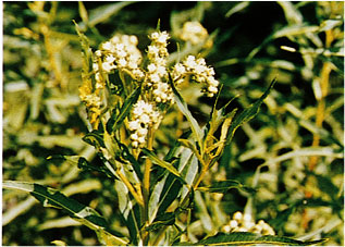 Ditch stonecrop (family: Saxifragaceae)