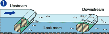 When the gate on the downstream side is lowered, the difference in water level between the lock room and the downstream is decreased. Fish can then get over the gate to enter the lock room.