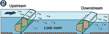 Next, the downstream side gate is raised to reduce the difference in the water level between the lock room and the upstream. Fish can then get over the gate to exit upstream.