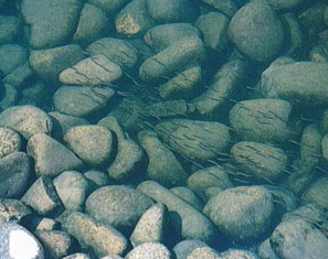 Ayu swimming upstream over the naturally shaped fishway