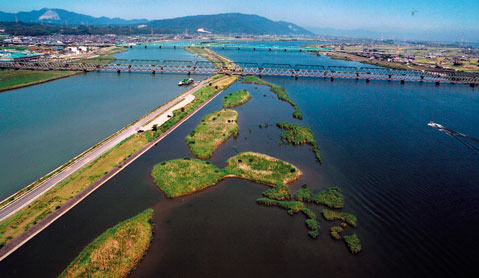 Reed communities on the right bank of the Nagara (near 6.8 km point)