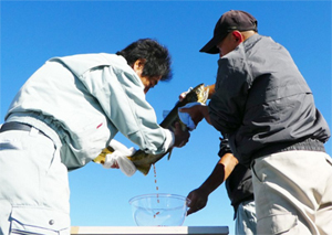 Salmon Run-ups and Roe Extracting Observation Day at Tone Barrage