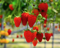 Strawberry picking