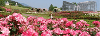 Ibaraki Prefectural Flower Park