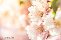 Cherry Blossom Festival at Nagara Dam