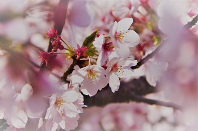 cherry blossoms