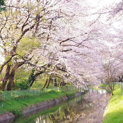 Cherry Blossoms