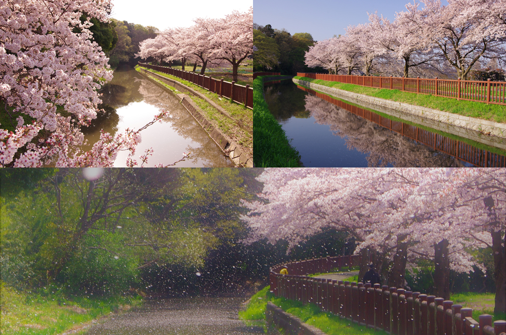 Cherry Blossoms