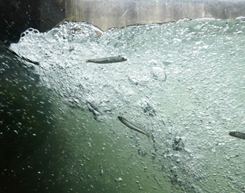 Ayu swimming up the river 1