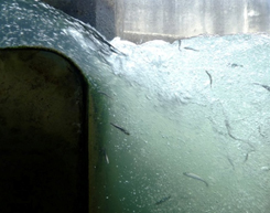 Ayu swimming up the river 2