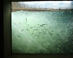 Ayu swimming up the river 3
