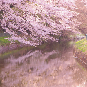 Minumadai Canal in spring