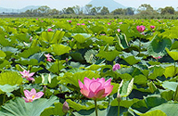 Mizunomori Aquatic Plants Garden