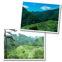 A hilltop tea plantation site