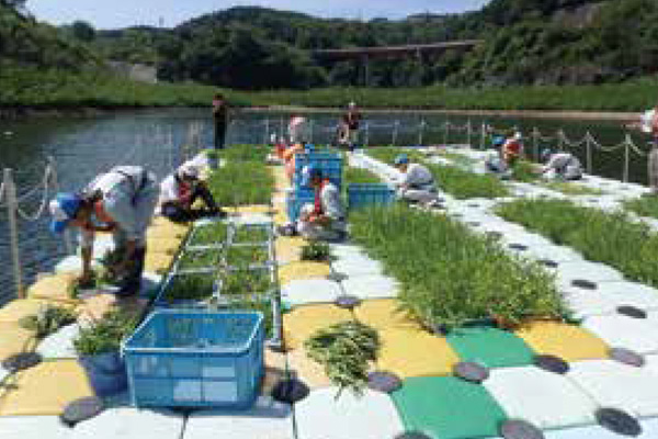 空芯菜の植え付け作業（阿木川）