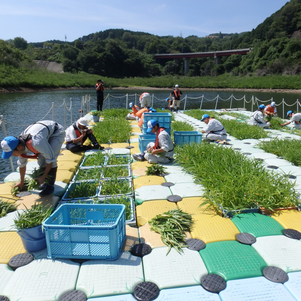 阿木川ダム空心菜栽培