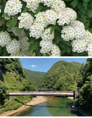 豊川用水地区水の恵みカード詳細ページへ